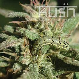 Kush Seeds White Kush Regular