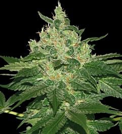 World of Seeds Afghan Kush Regular