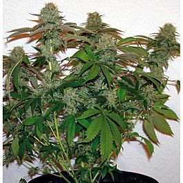 BC Bud Depot BC Kush Regular