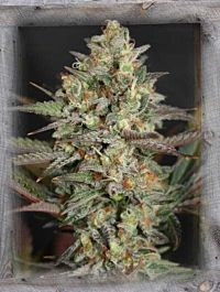 Garden of Green Kush Mass Feminized