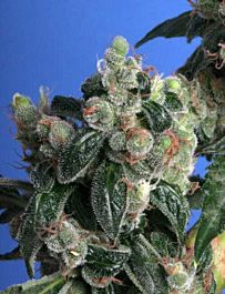 T H Seeds Kushage Regular