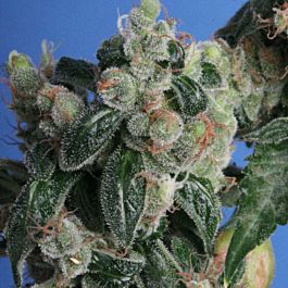 T H Seeds Kushage Feminised