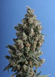 T H Seeds Mr. Bubble Regular