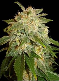 Soma Seeds Kushadelic Regular