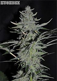 Allstar Genetics Kushdee Feminized