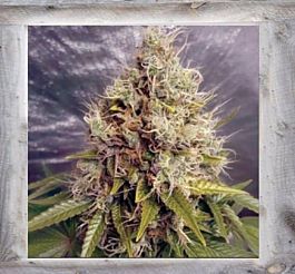 Garden of Green Kush Mass Auto Feminized