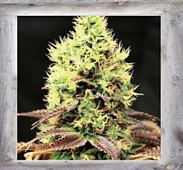 Garden of Green Kush 'N' Cookies CBD Feminized