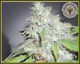 Kalis Fruitful Kali's White Shadow Feminized
