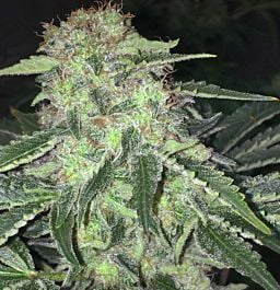 T H Seeds LA S.A.G.E. CBD Feminized
