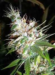 DNA Genetics L.A. Woman Feminized