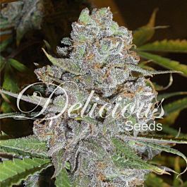 Delicious La Diva Auto Feminized