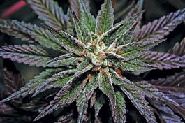 DNA Genetics L.A. Confidential Feminized