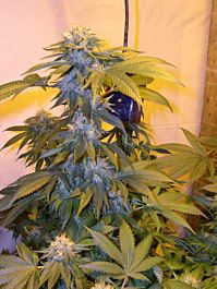 DNA Genetics L.A. Confidential Regular