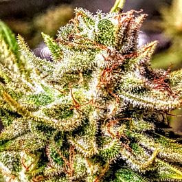 Lady Sativa Atomic Oranges Regular