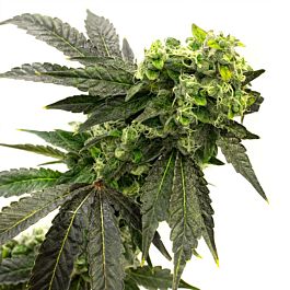 Lady Sativa Bad Azz Orange Regular