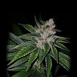 Lady Sativa Masala OG Regular