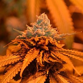 Lady Sativa Orange Candyland Regular