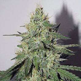 Lady Sativa Orange Diesel v3 Regular