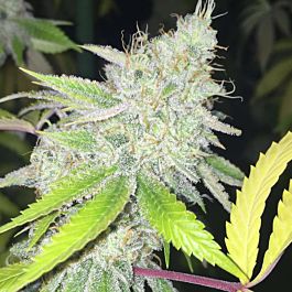 Lady Sativa Ultra Glue Regular