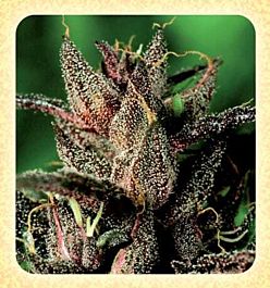 De Sjamaan Seeds Lady Purple Feminized