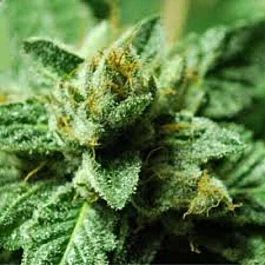 Alphakronik Genes Seeds Laika Regular