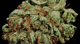 Bodhi Seeds Lando's Stash Regular
