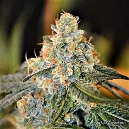 Norstar Genetics Lands End Regular