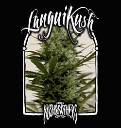 The Kush Brothers Langui Kush Feminized