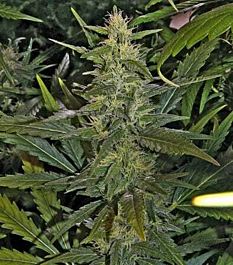 Mr Nice Seedbank La Nina Regular