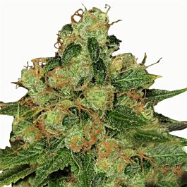 Barneys Farm CBD Caramel Regular