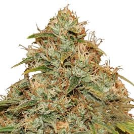 Barneys Farm CBD Lemon Potion Auto Feminized