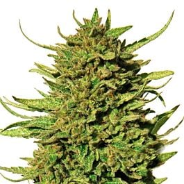 Barneys Farm Critical Kush Regular