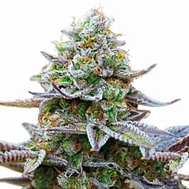 Barneys Farm Gorilla Zkittlez Feminized