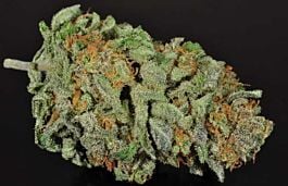 DNA Genetics Holy Grail Kush Feminized