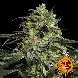 Barneys Farm Peyote Cookies Feminized