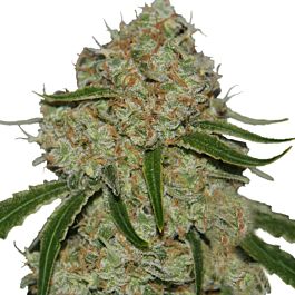 Barneys Farm Phantom OG Feminized