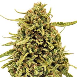 Barneys Farm Widow Remedy Regular