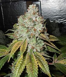 Cali Connection Larry OG Kush Feminized