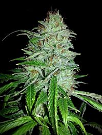 Cali Connection Larry OG Kush Regular