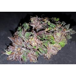 Lineage Genetics Las Vegas Purple Animal Kush Feminized