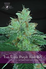 Alphakronik Genes Seeds Las Vegas Purple Kush BX Regular