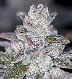 SINCITY Seeds Las Vegas Sour Bubba Regular