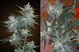 Resin Seeds L.A. Ultra Regular
