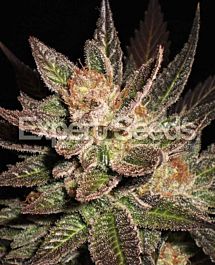 Expert Seeds Lavender Feminized