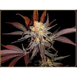Soma Seeds Lavender Regular