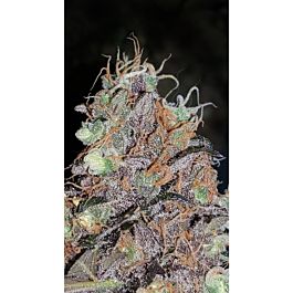 Lineage Genetics Lavender Feminized