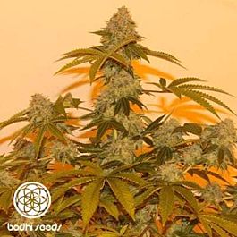 Bodhi Seeds Lazy Lightning Regular