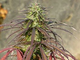 The Real Seed Company Lebanese Regular