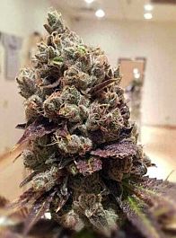 Rare Dankness Seeds Lee Roy Regular