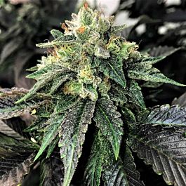 Mosca Seeds Legend OGK Feminized